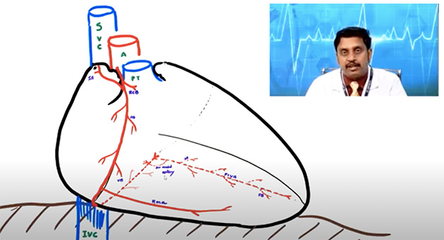 Blood Supply of Heart