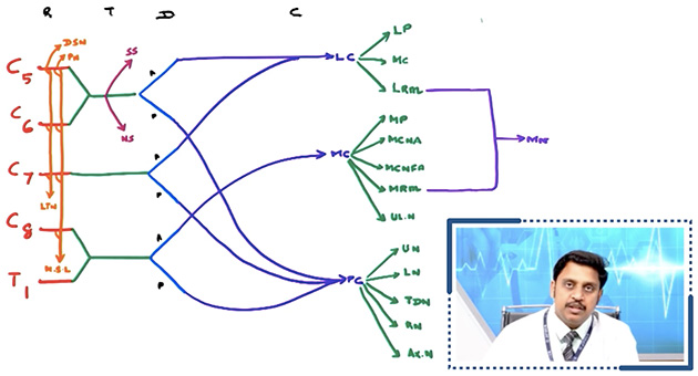 Brachial Plexus