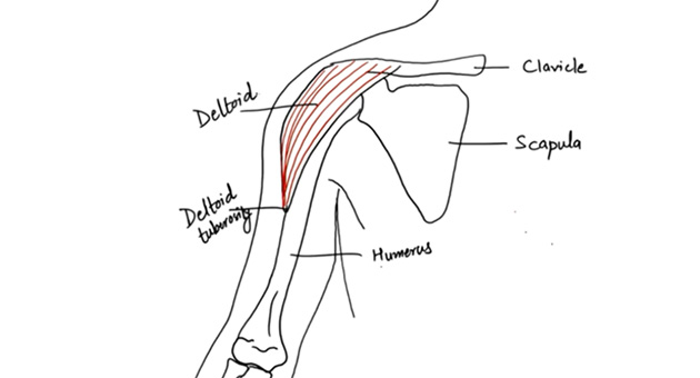 Deltoid Muscle