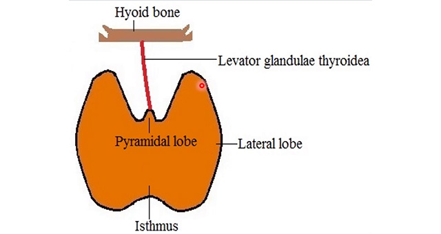 Development of Thyroid Gland