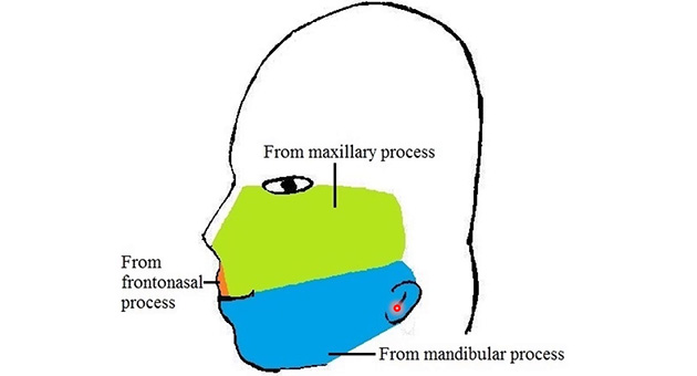 Development of Face