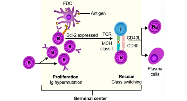 B Cell Development 