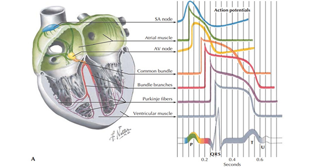 Cardiac Potential