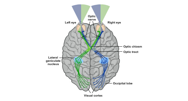 Visual Pathway