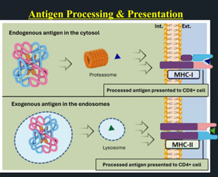 Antigen Processing and Presentation