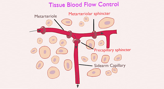 Local Cardiovascular Regulation