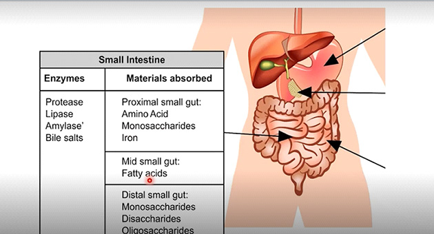 Malabsorption Syndrome 