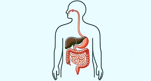 Digestion and Absorption of Lipids