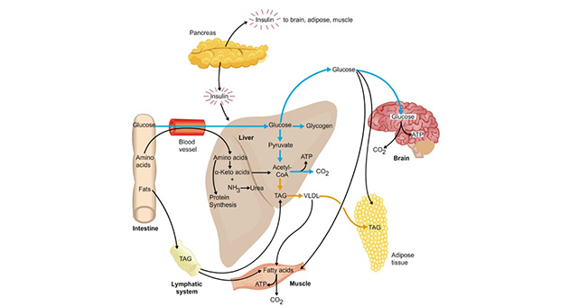 Integration of Metabolism