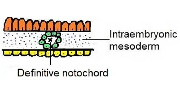 Development of Notochord