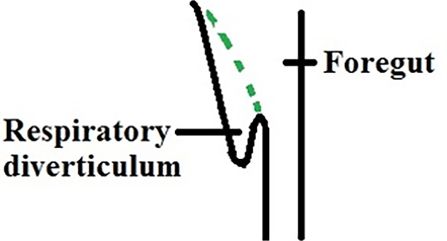 Development of Respiratory System