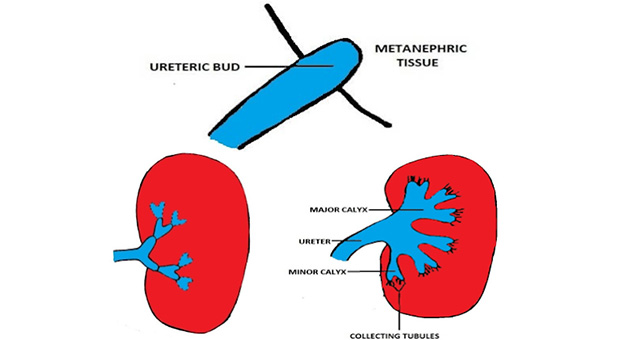 Development of Kidney