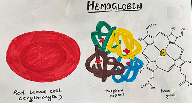 Hemoglobin Synthesis