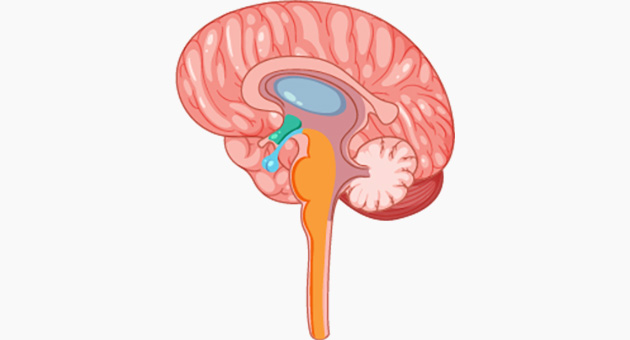 Cerebrospinal Fluid Circulation