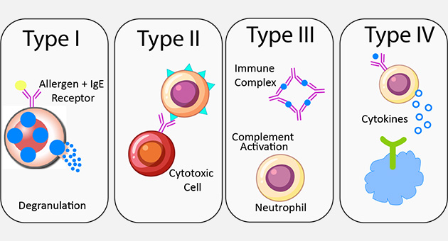 Mechanisms of Hypersensitivity Reactions