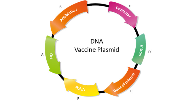 DNA Vaccines