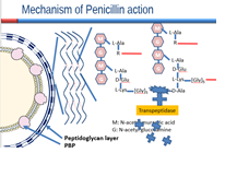 Penicillins