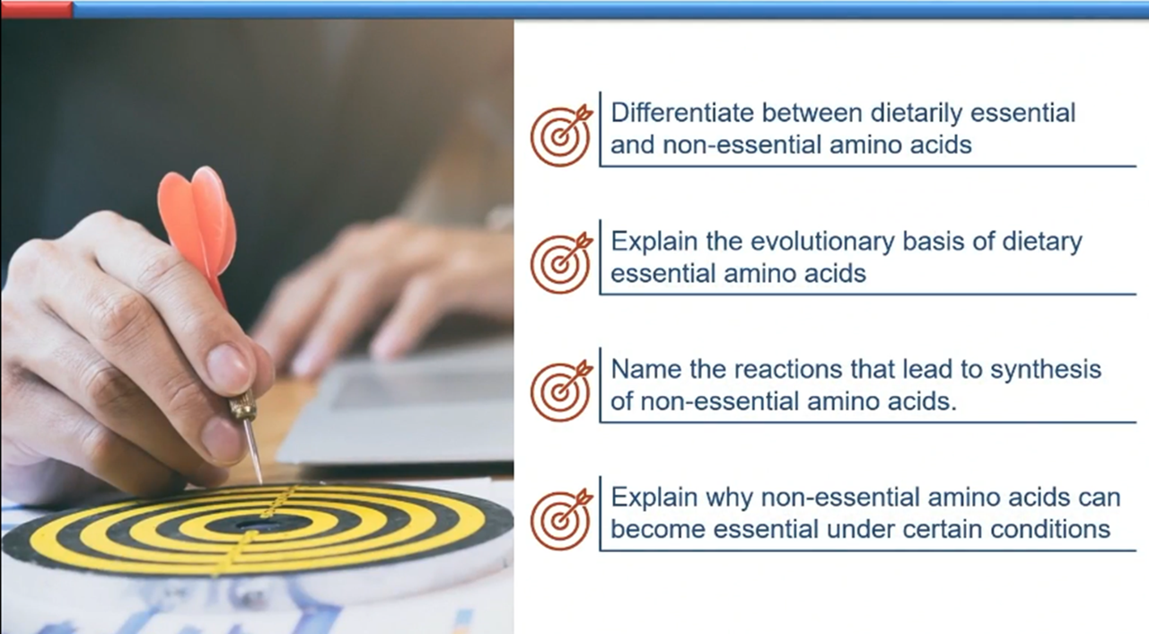 Synthesis of Non-Essential Amino Acids