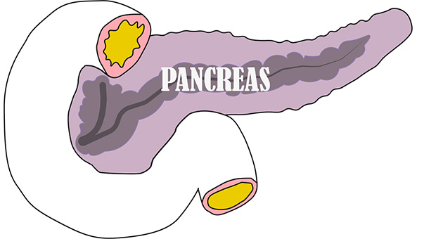 Pancreas-Anatomy