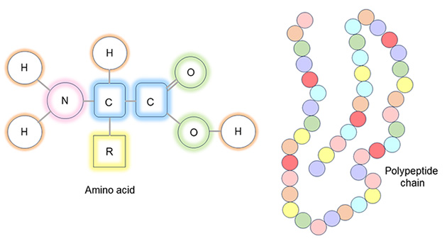 Amino Acids