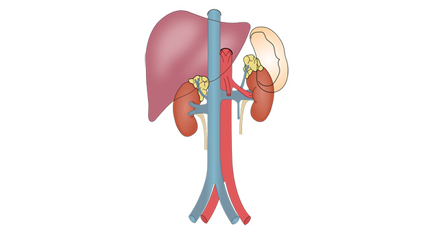 Applied Anatomy of Adrenal Glands