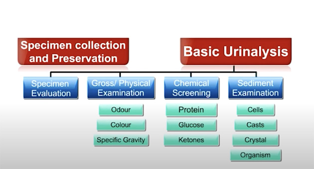 Physical and Chemical Examination of Urine