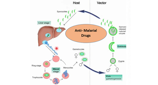 Anti-Malarial Drugs