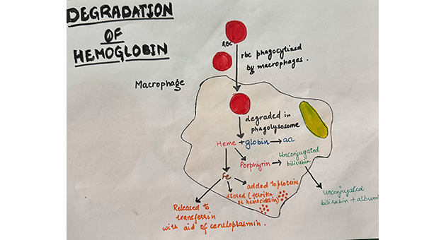 Degradation of Hemoglobin