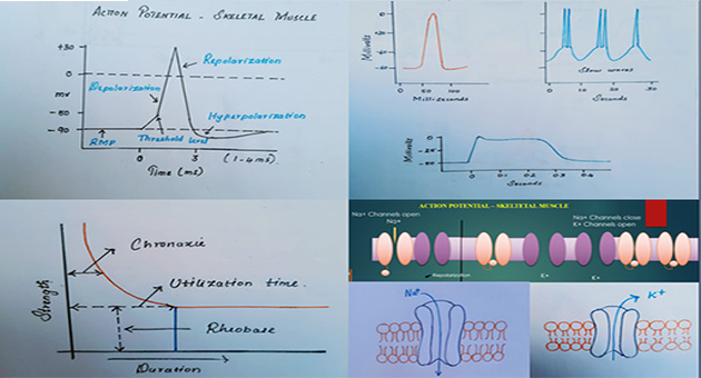 Action Potential of Skeletal and Smooth Muscle