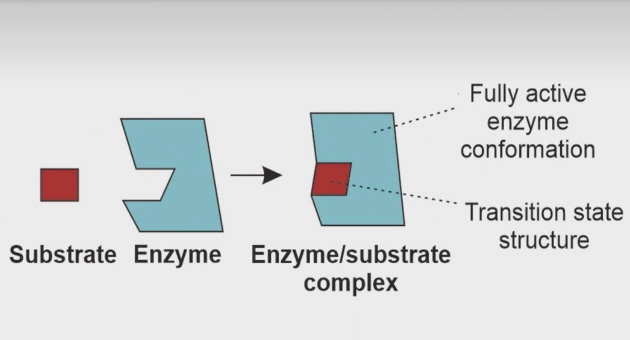 Active Site of Enzymes