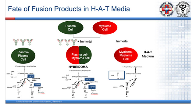 Hybridoma Technology