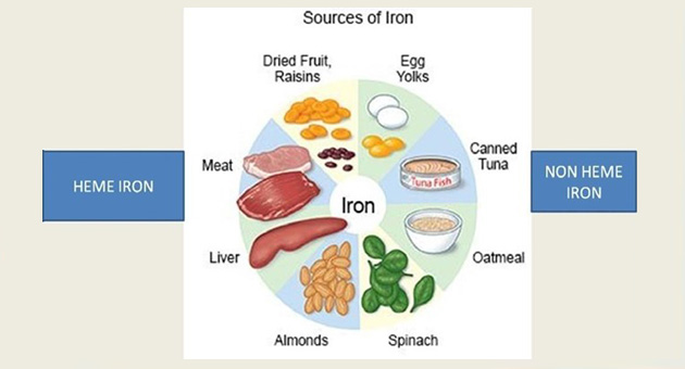 Iron Metabolism