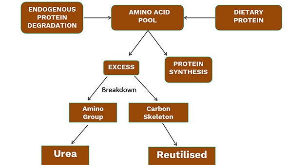 Disposal of Amino Groups of Proteins