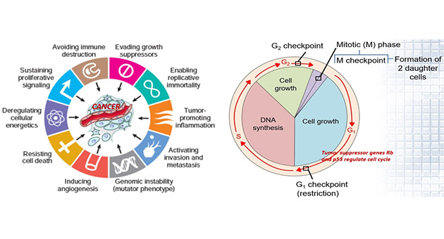 Molecular Alterations in Cancer