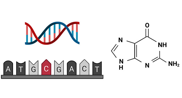 Structure and function of nucleotides