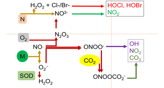 Free Radical Biochemistry