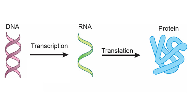 The Genetic Code 