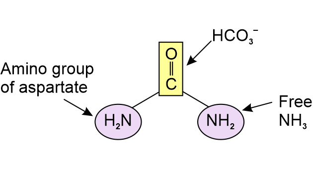 Urea Cycle