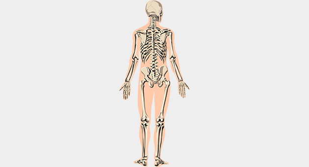 Skeletal System